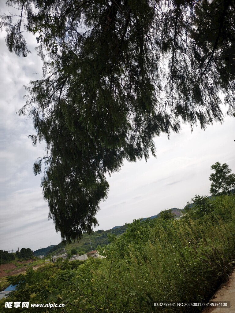 乡村田野绿树风景图