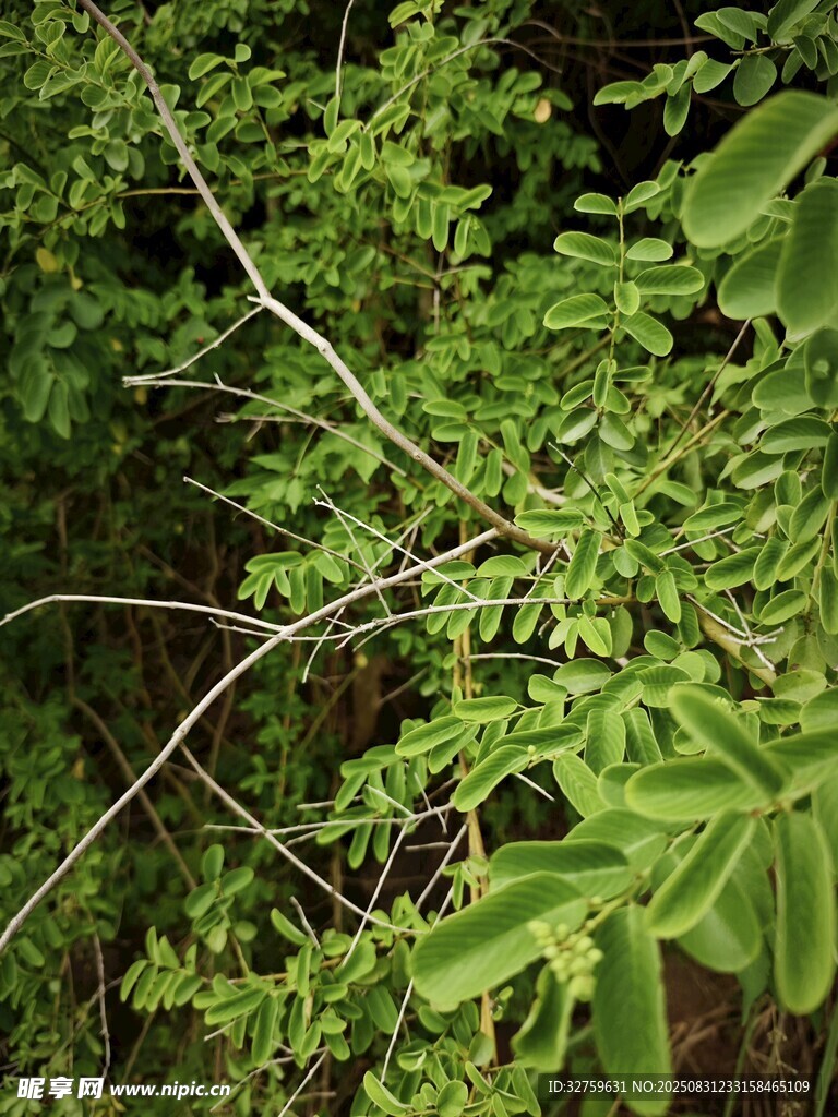 茂密绿植中的细长枝桠