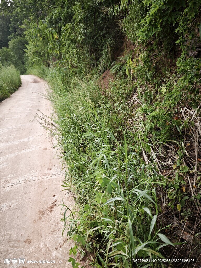 山间小径旁的葱郁草木
