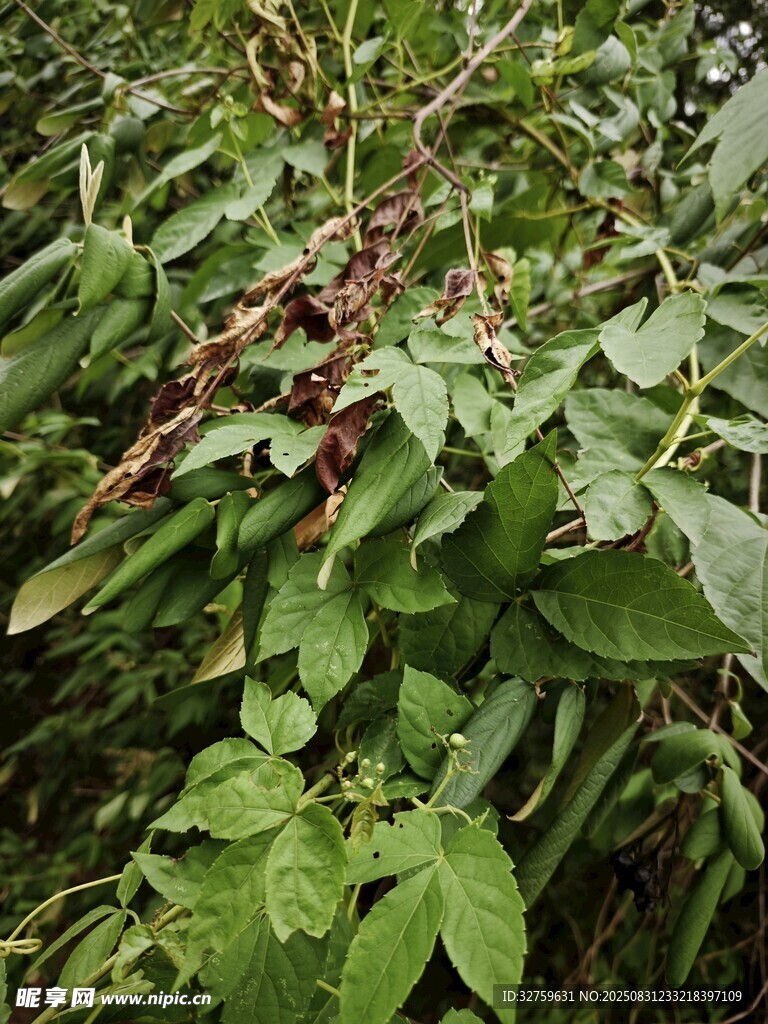 绿叶间的繁茂植物