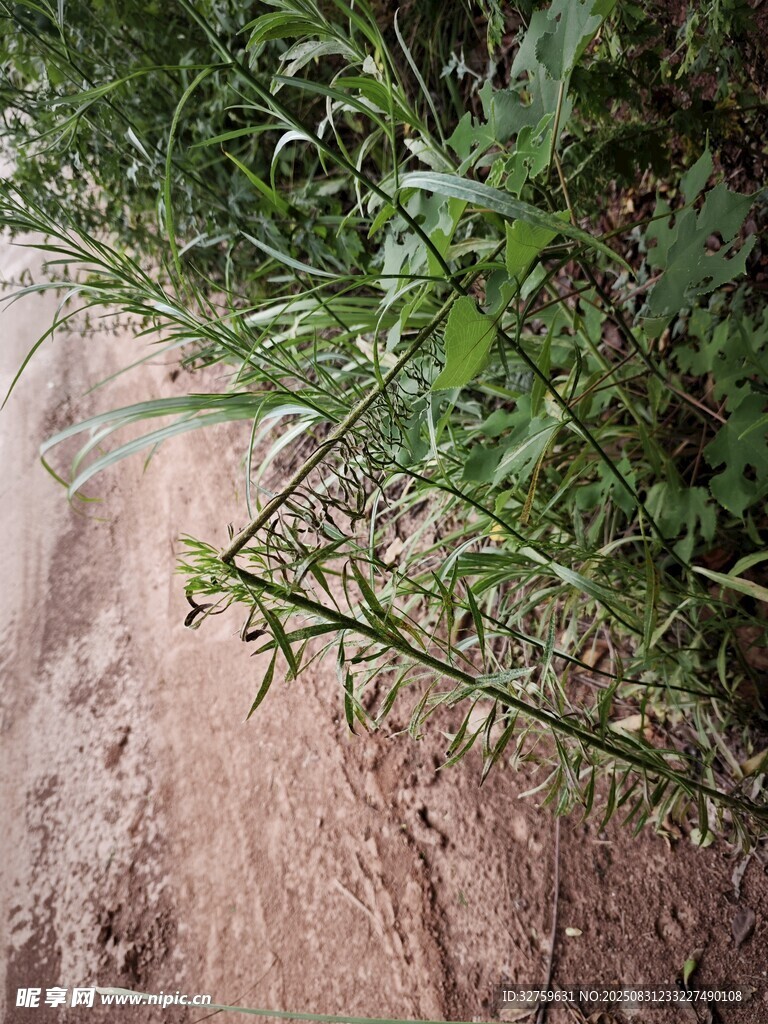 小径旁的蓬勃野草