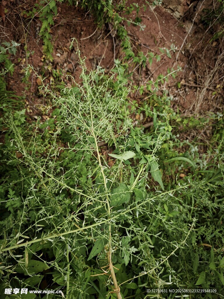 野外生长的绿色植物