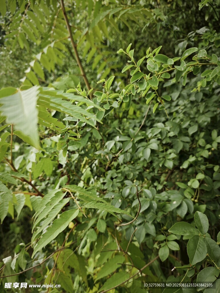 茂密绿植景观