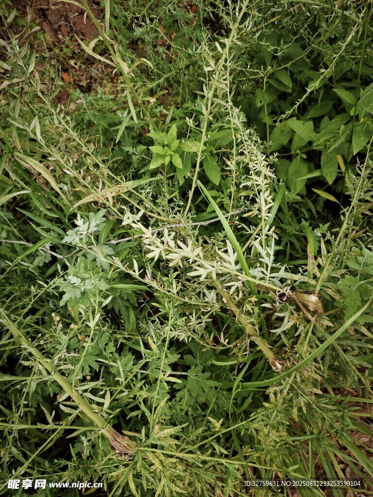 野外繁茂的绿色植物