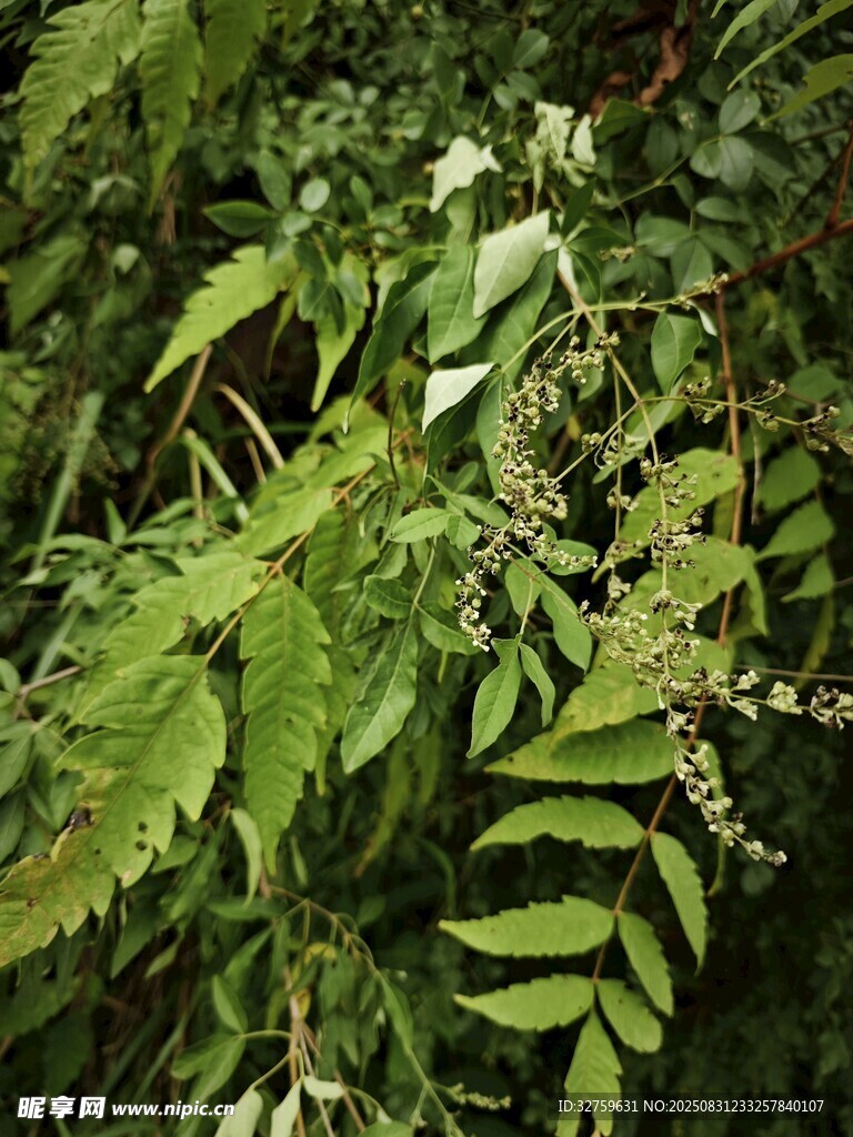 翠绿繁茂的羽状复叶植物