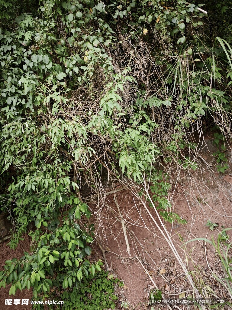 茂密丛林中的绿色植物