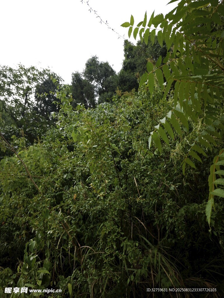 茂密丛林绿意盎然