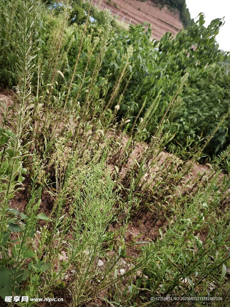 田野中的繁茂杂草景象