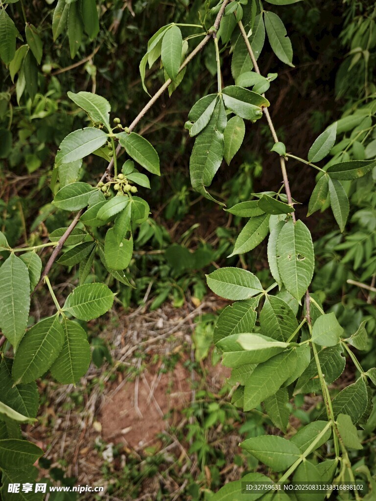 绿叶繁茂的植物景象