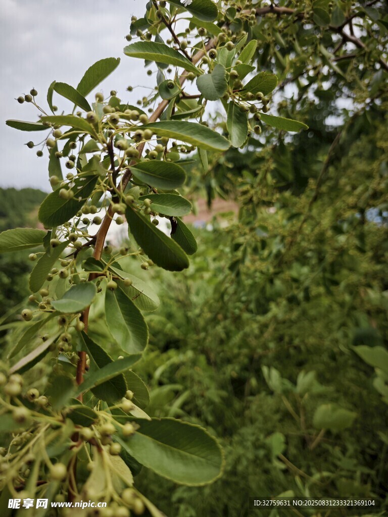 绿叶间的繁茂植物景象