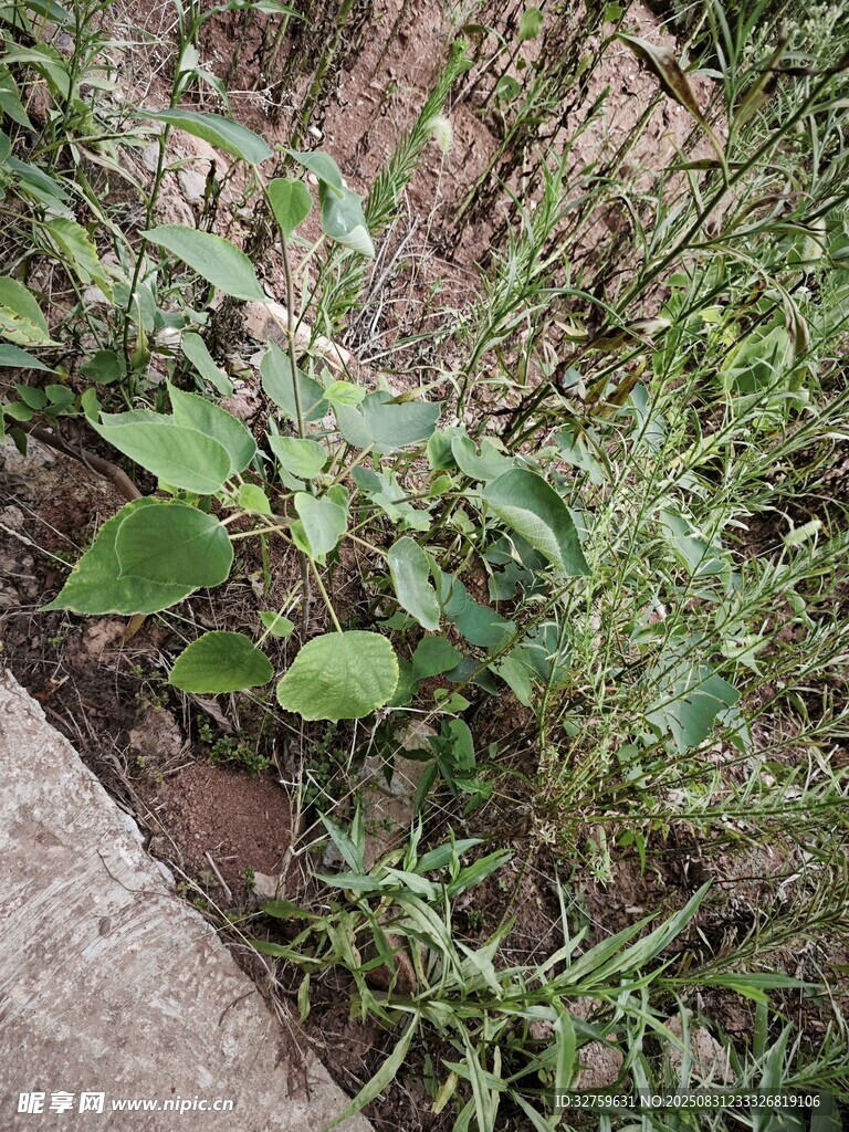 墙角生长的绿色植物