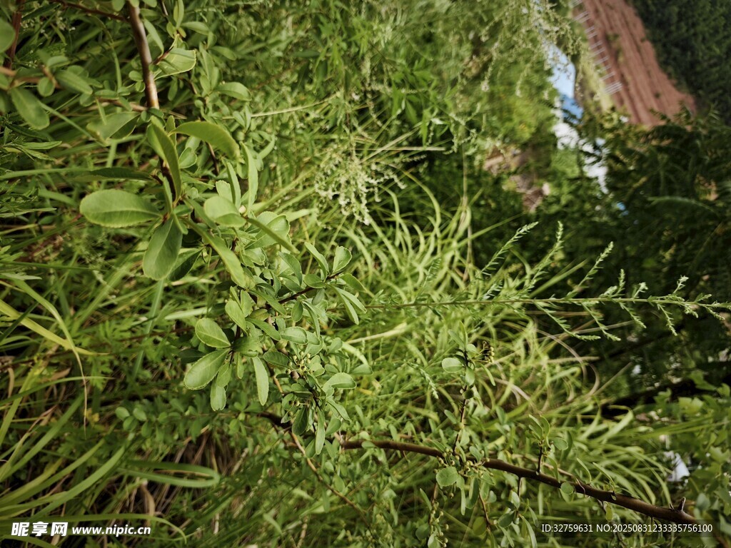 茂密绿植中的自然景致