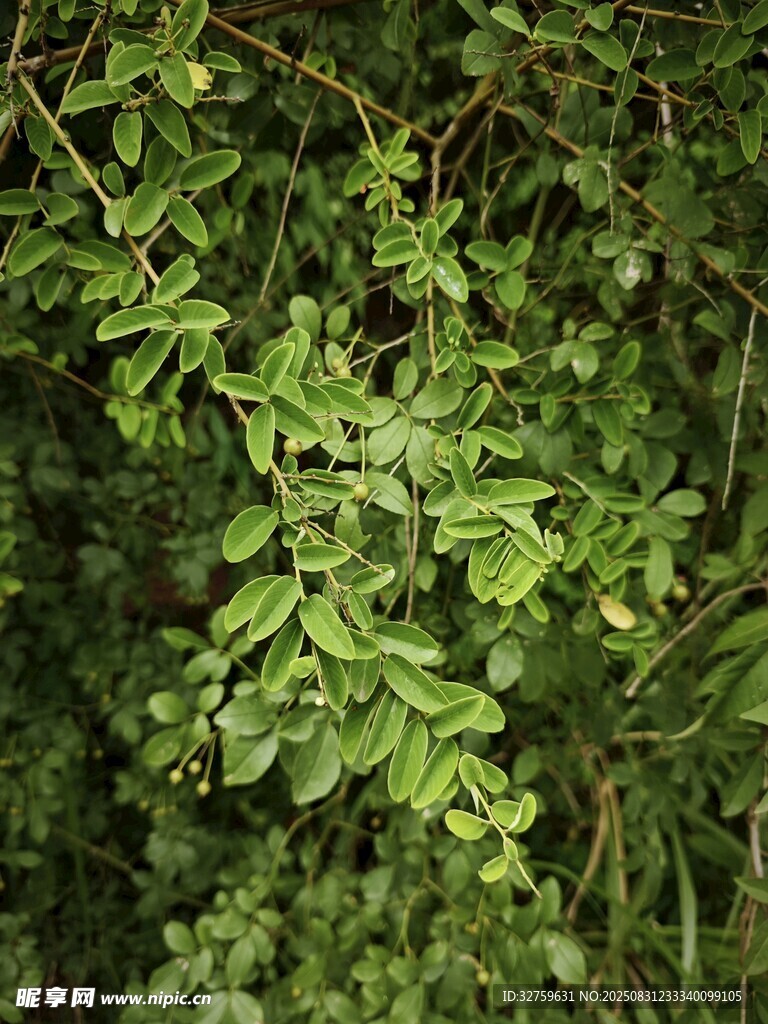 翠绿繁茂的枝叶景观