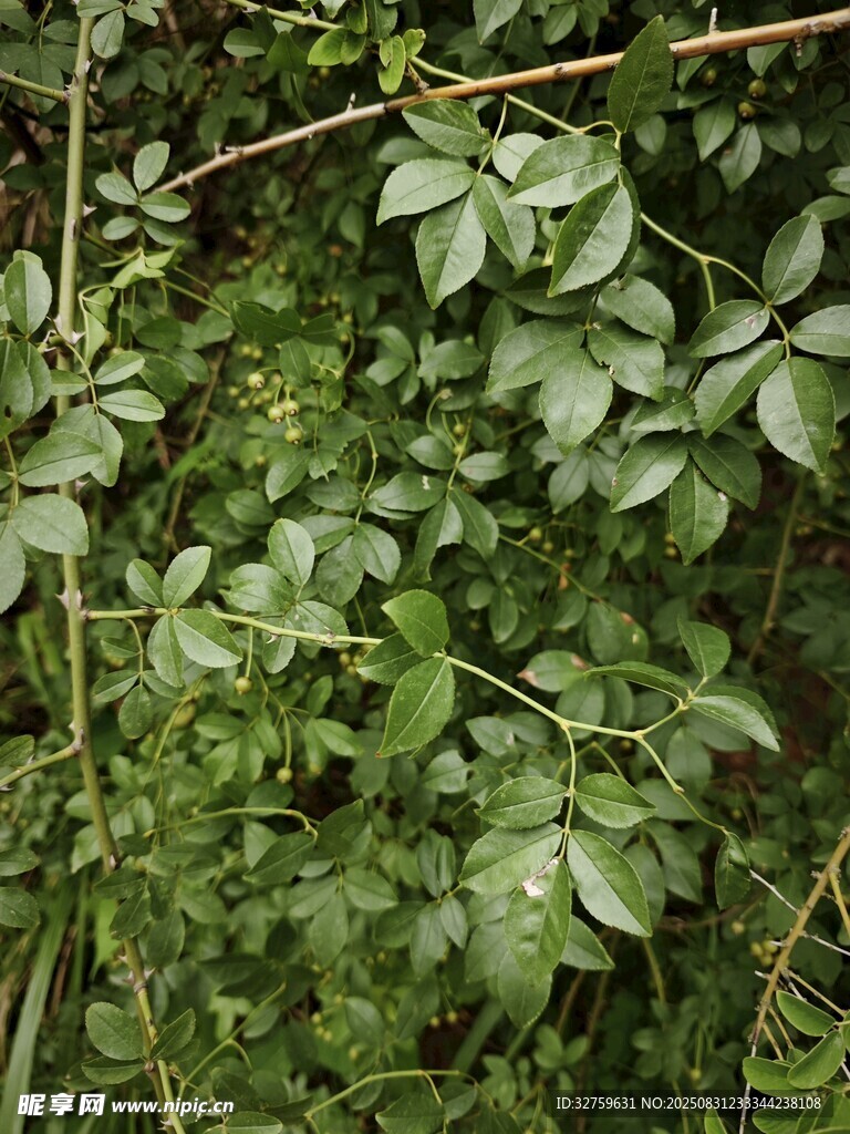 繁茂绿植特写