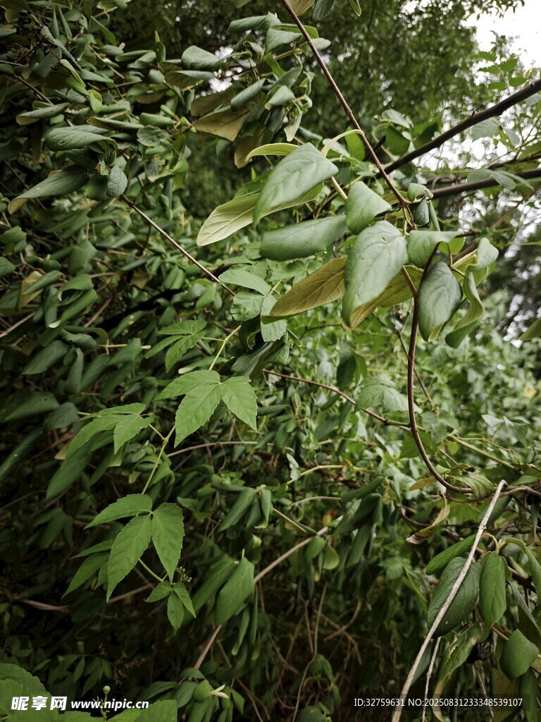 茂密丛林中的绿色植物