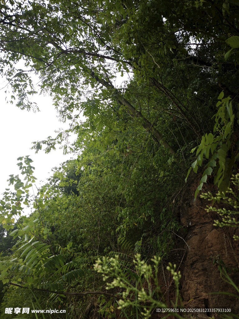 茂密绿植覆盖的陡峭岩壁