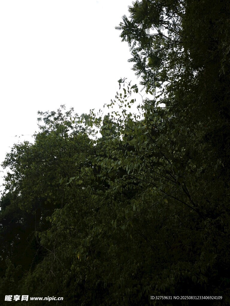 茂密树林绿意盎然
