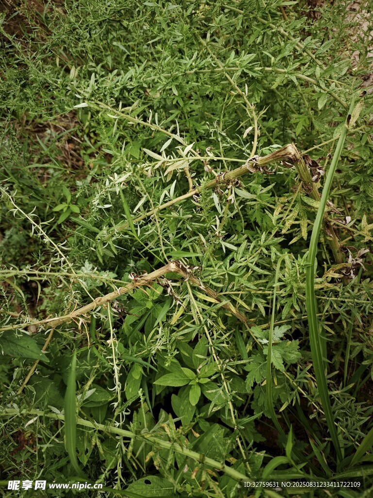 繁茂草地中的绿色植物
