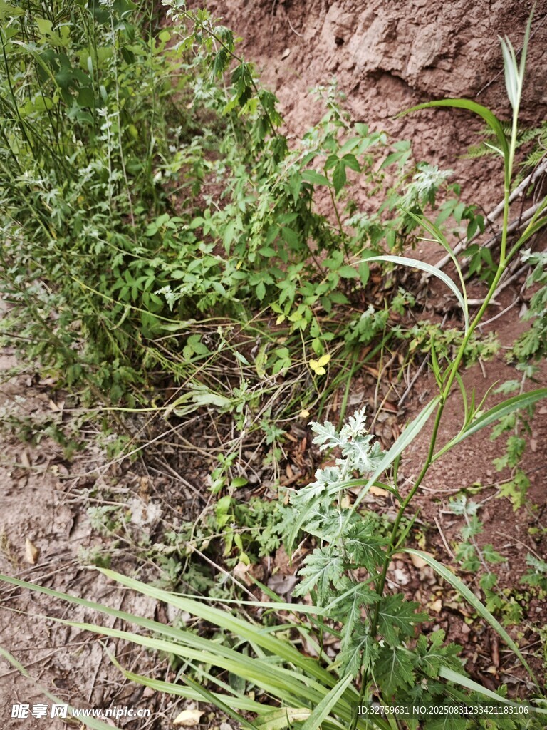 野外生长的绿色植物