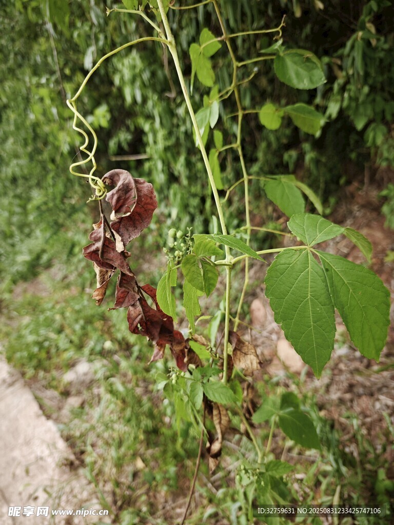 路边生长的奇特植物