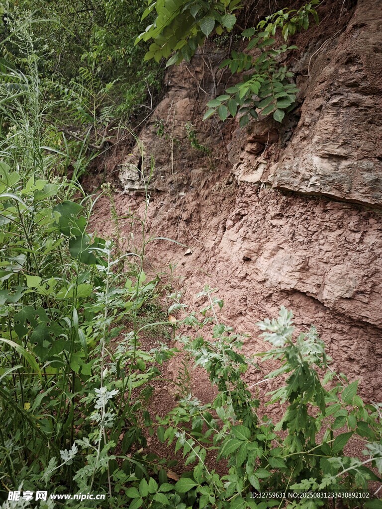 山坡上的植被与裸露土壤
