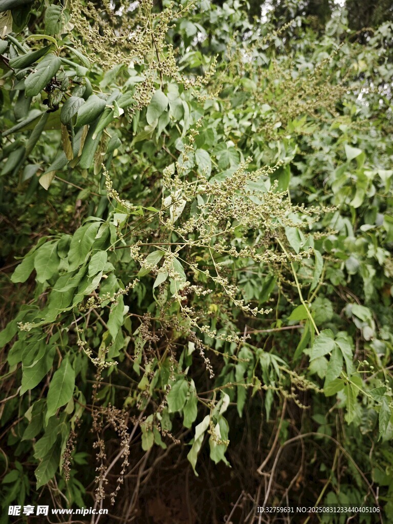 茂密绿植景观