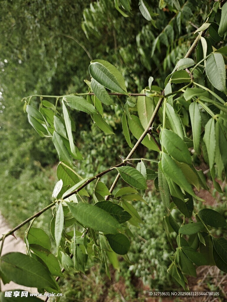 翠绿枝叶特写