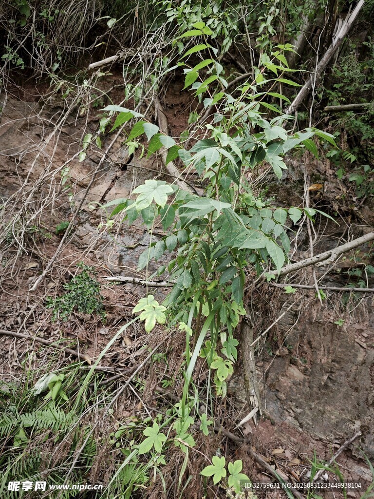 野外生长的绿色植物