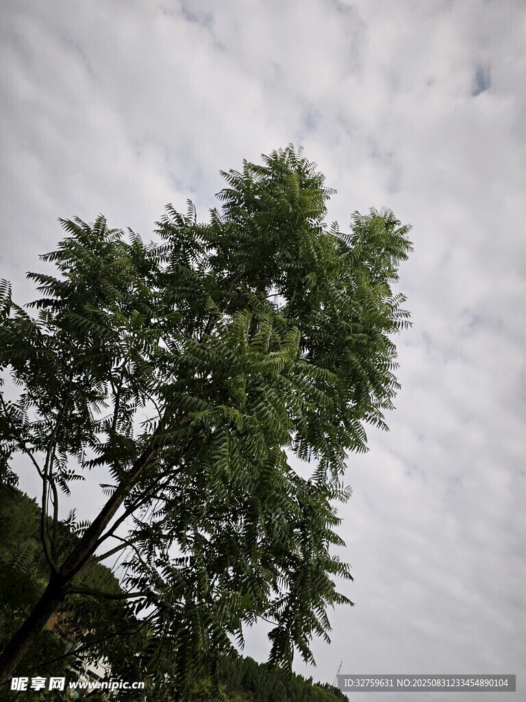 天空下的葱郁绿树