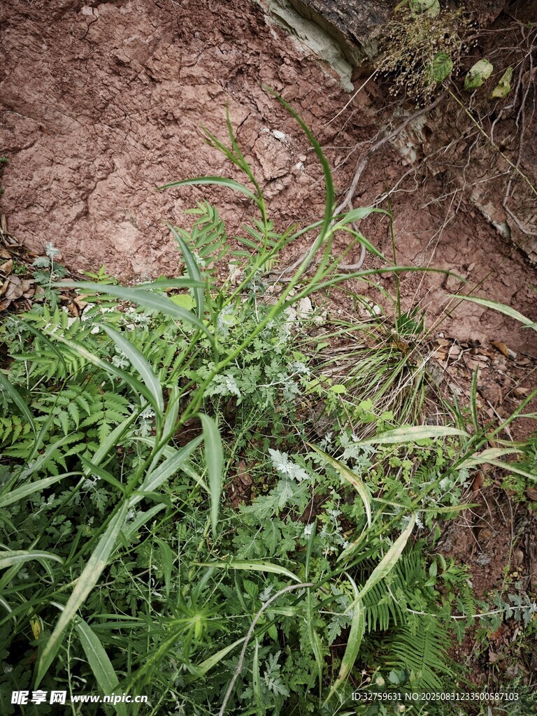 地面生长的绿色带刺植物