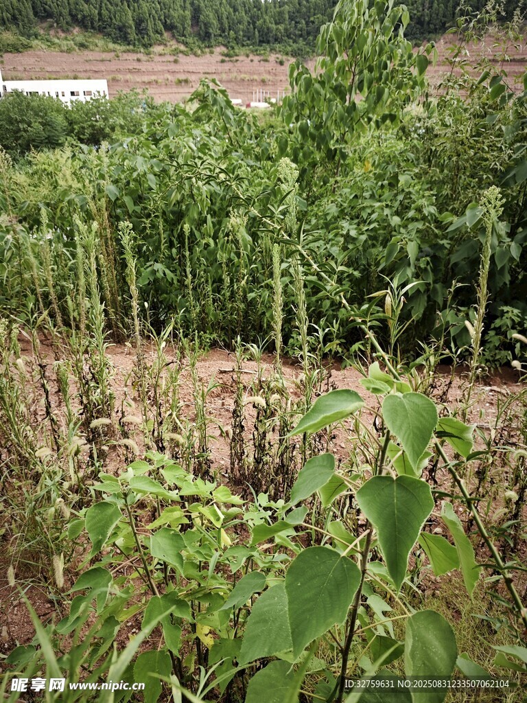 田园中的繁茂植物景观