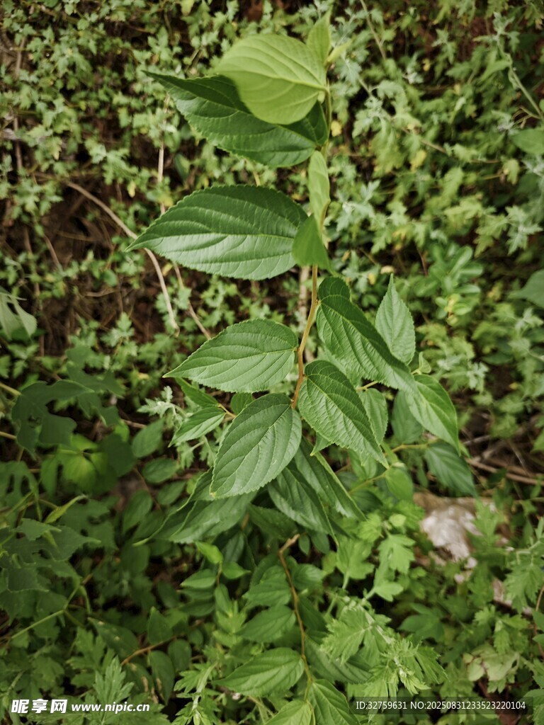 绿叶植物特写