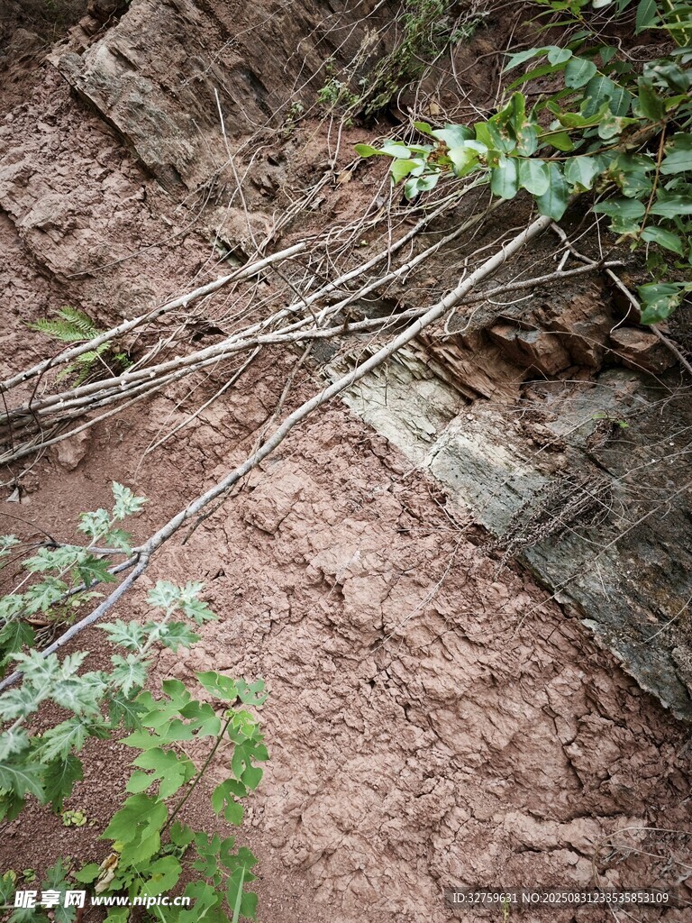 山间泥土中的藤蔓植物