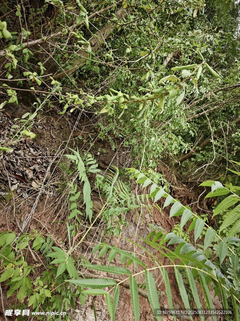 茂密丛林中的蕨类植物