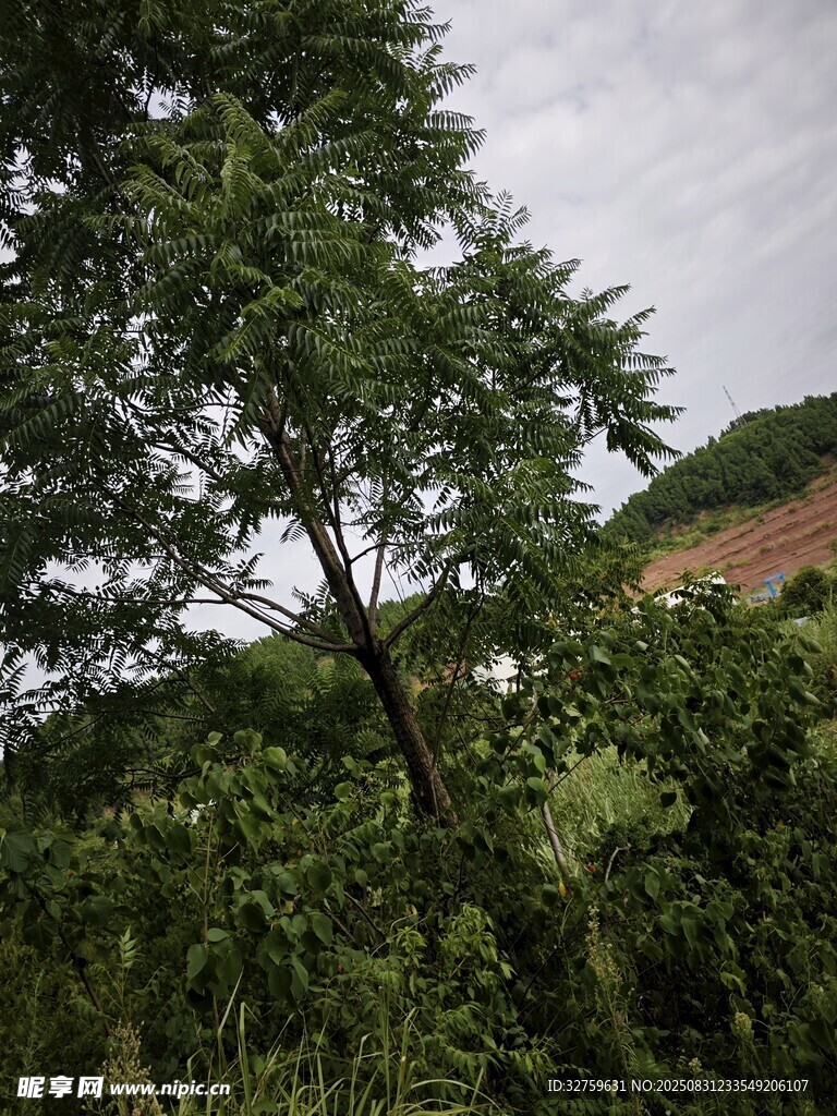 山林间葱郁树木景观