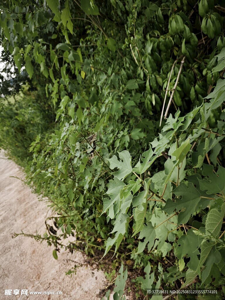 路边繁茂的绿色植物