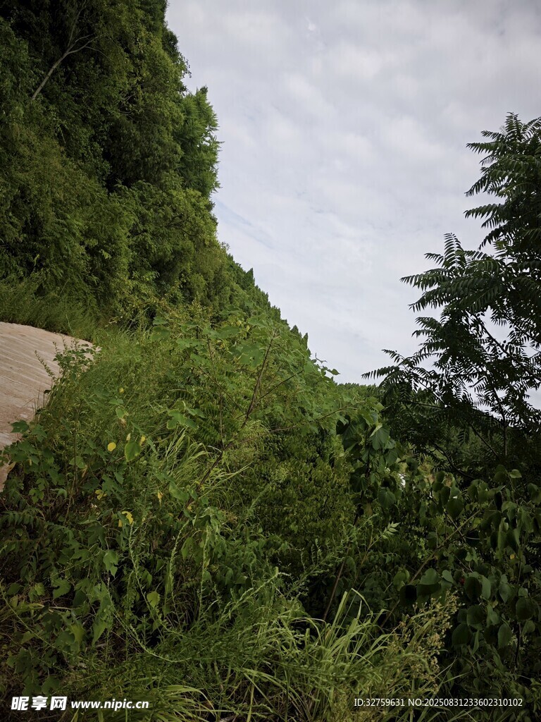山间蜿蜒小路旁绿植繁茂