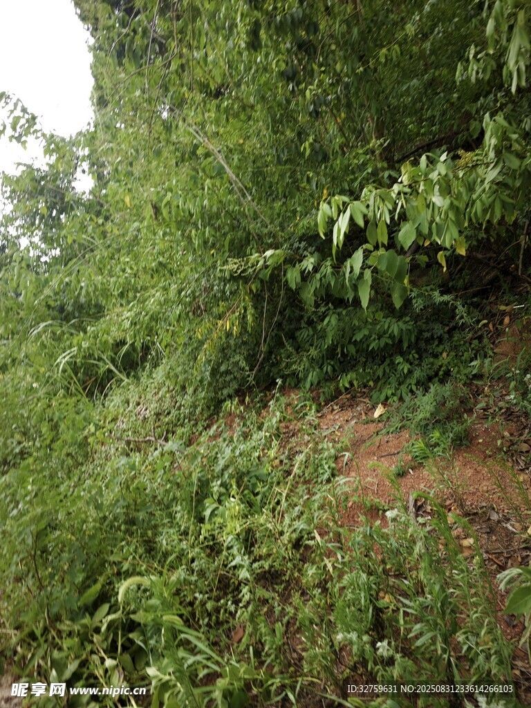 野外繁茂绿植景象