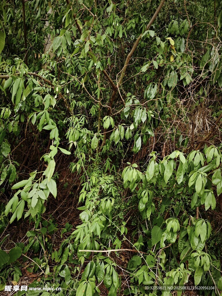 翠绿繁茂的植物枝叶