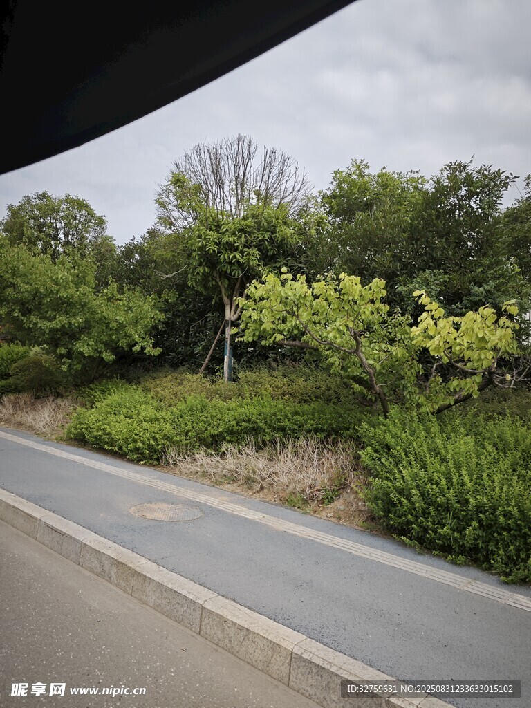 路边绿意盎然的植被景观