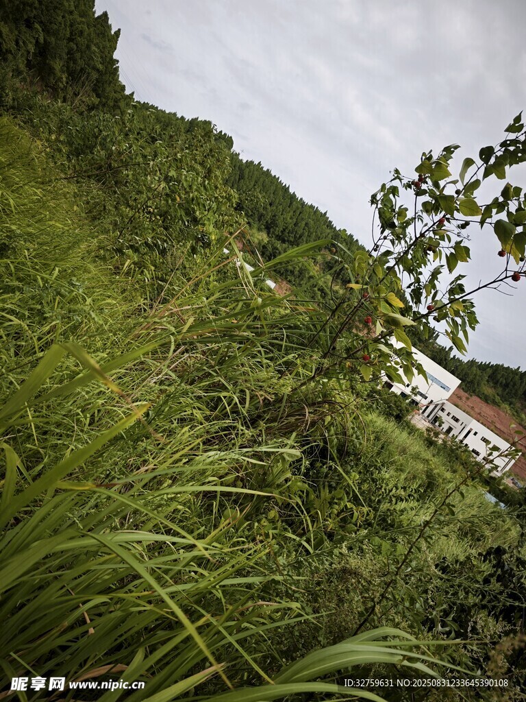 山间葱郁植被风景