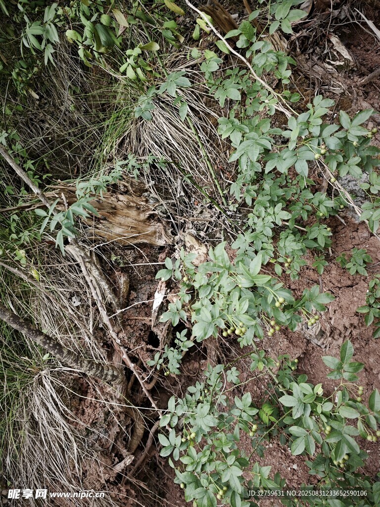 野外绿植与枯枝景象