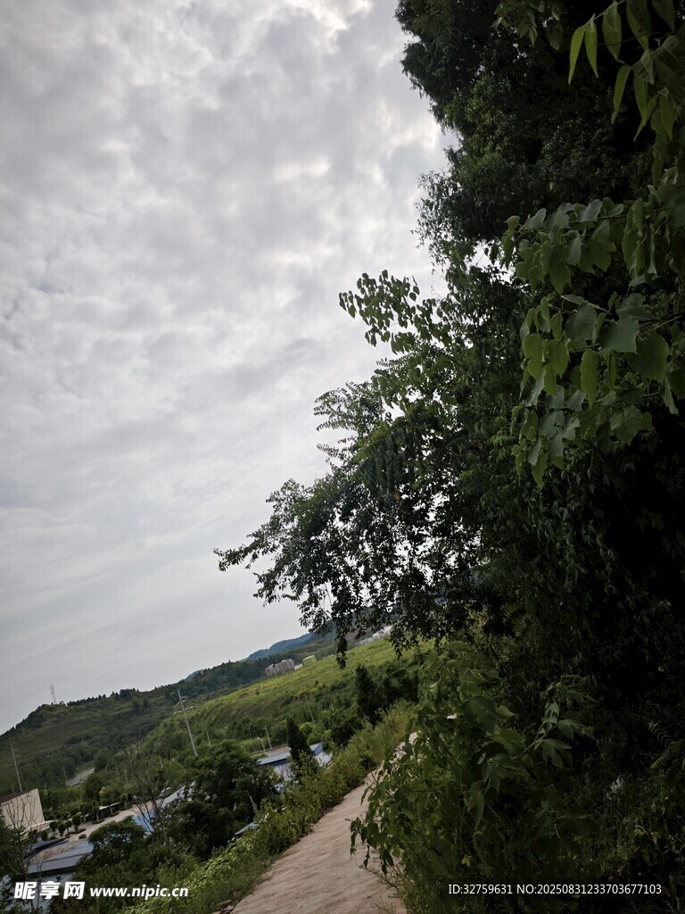 乡村小路旁的葱郁绿植
