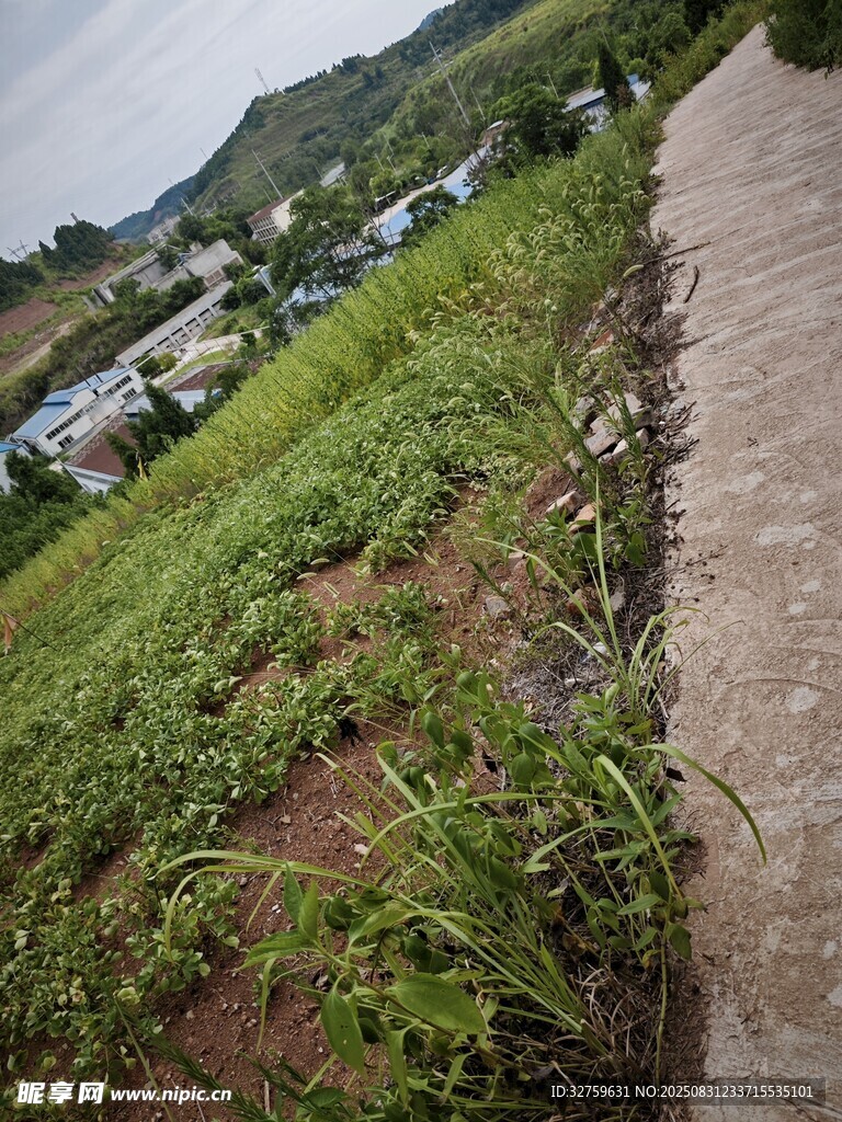 乡村路旁绿意盎然的景象
