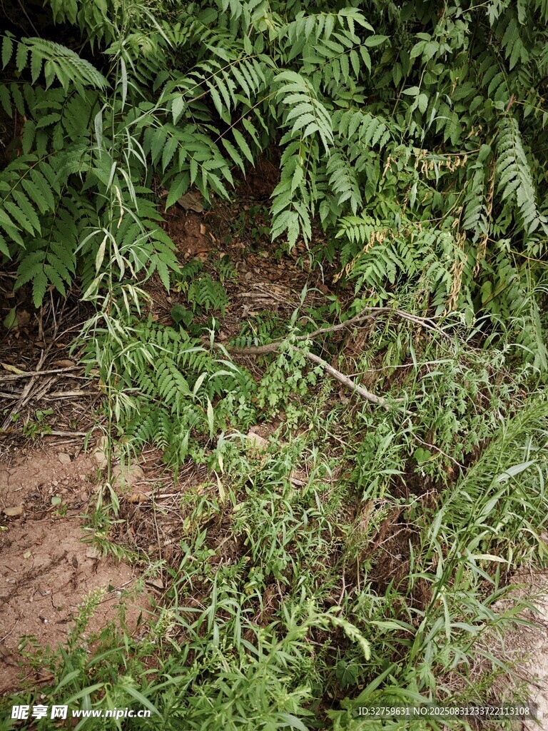 茂密绿植景观