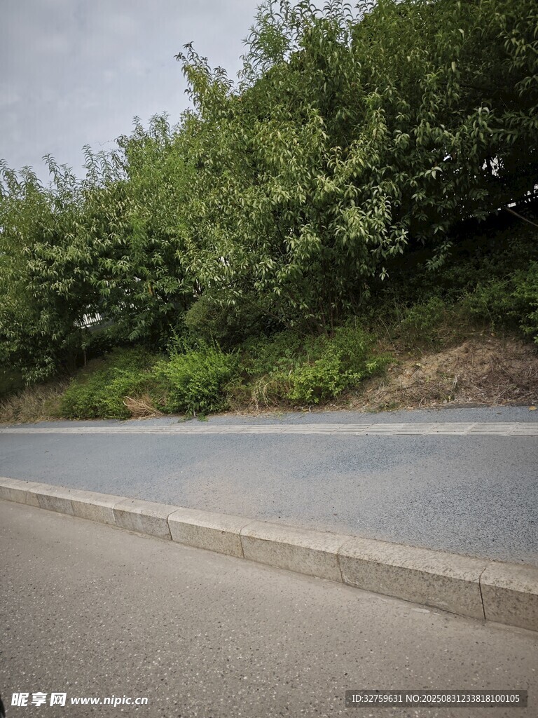 路边绿意盎然的植被景观