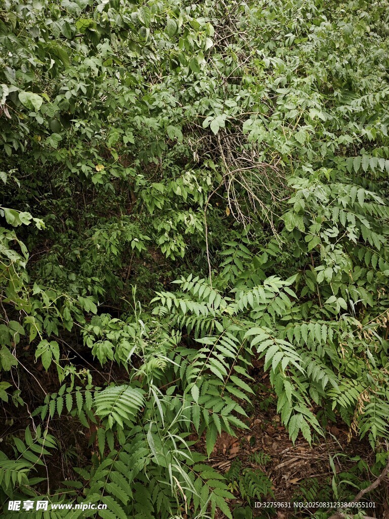 茂密绿植景观