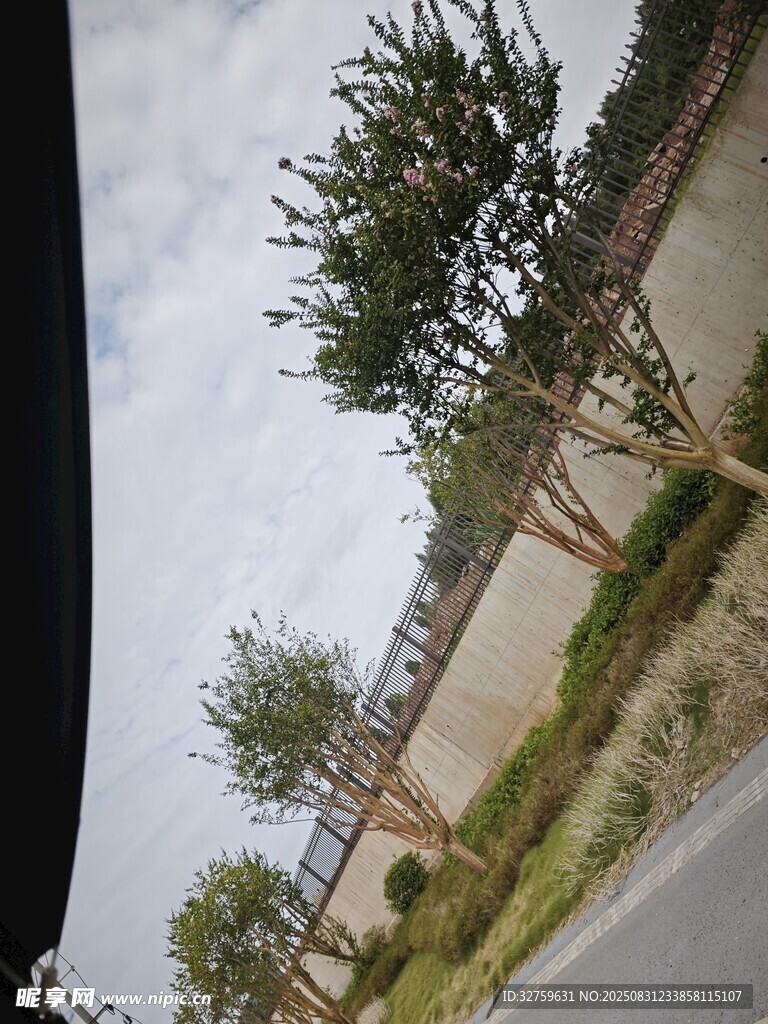 道路旁的绿植景观