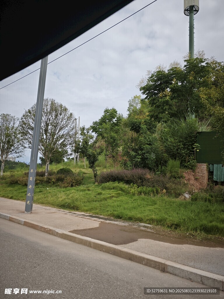 路边绿意盎然的自然景致