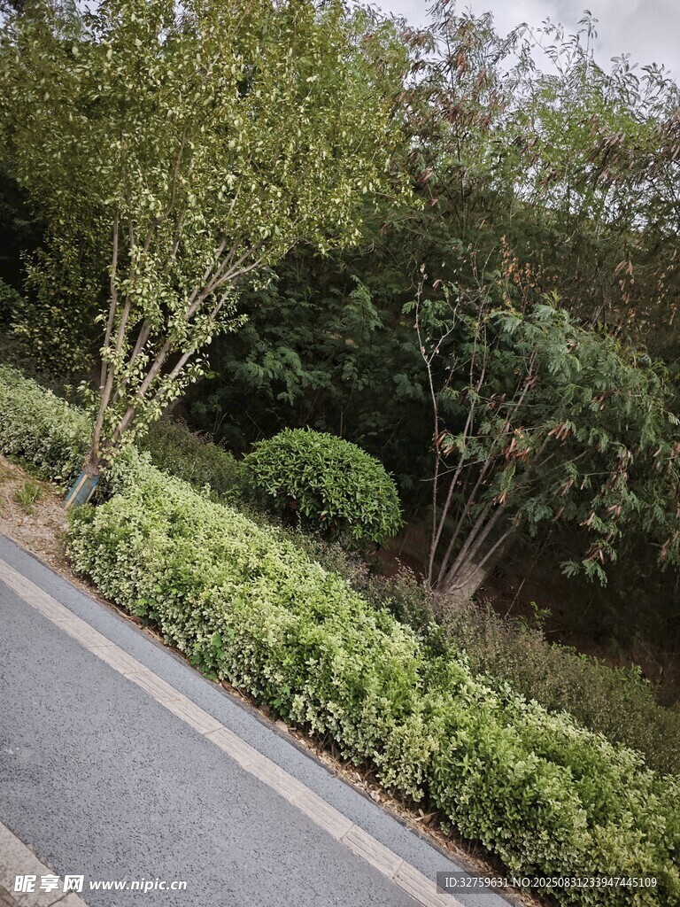 路边绿植景观